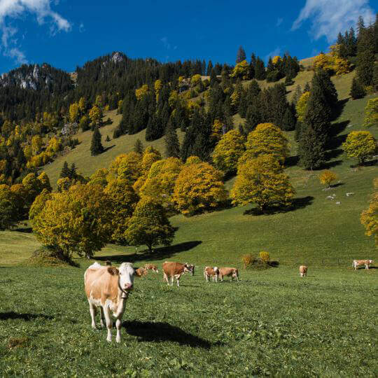 Diemtigtal - Naturpark im Berner Oberland 10