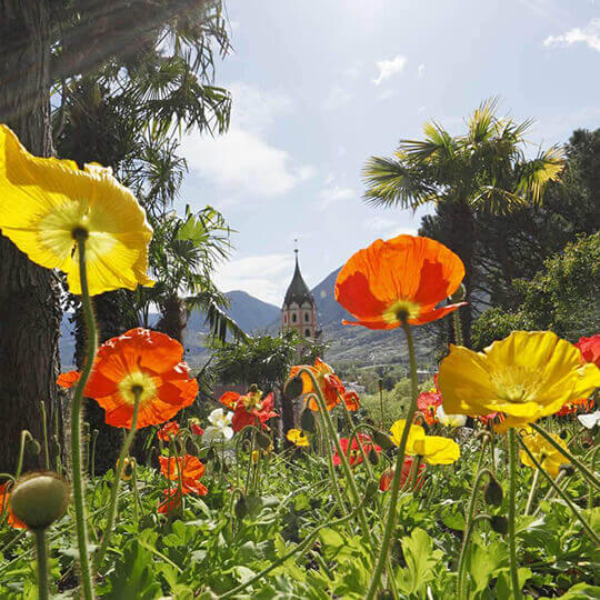 Vorschaubild zu Meran - bekannter Kurort in Südtirol