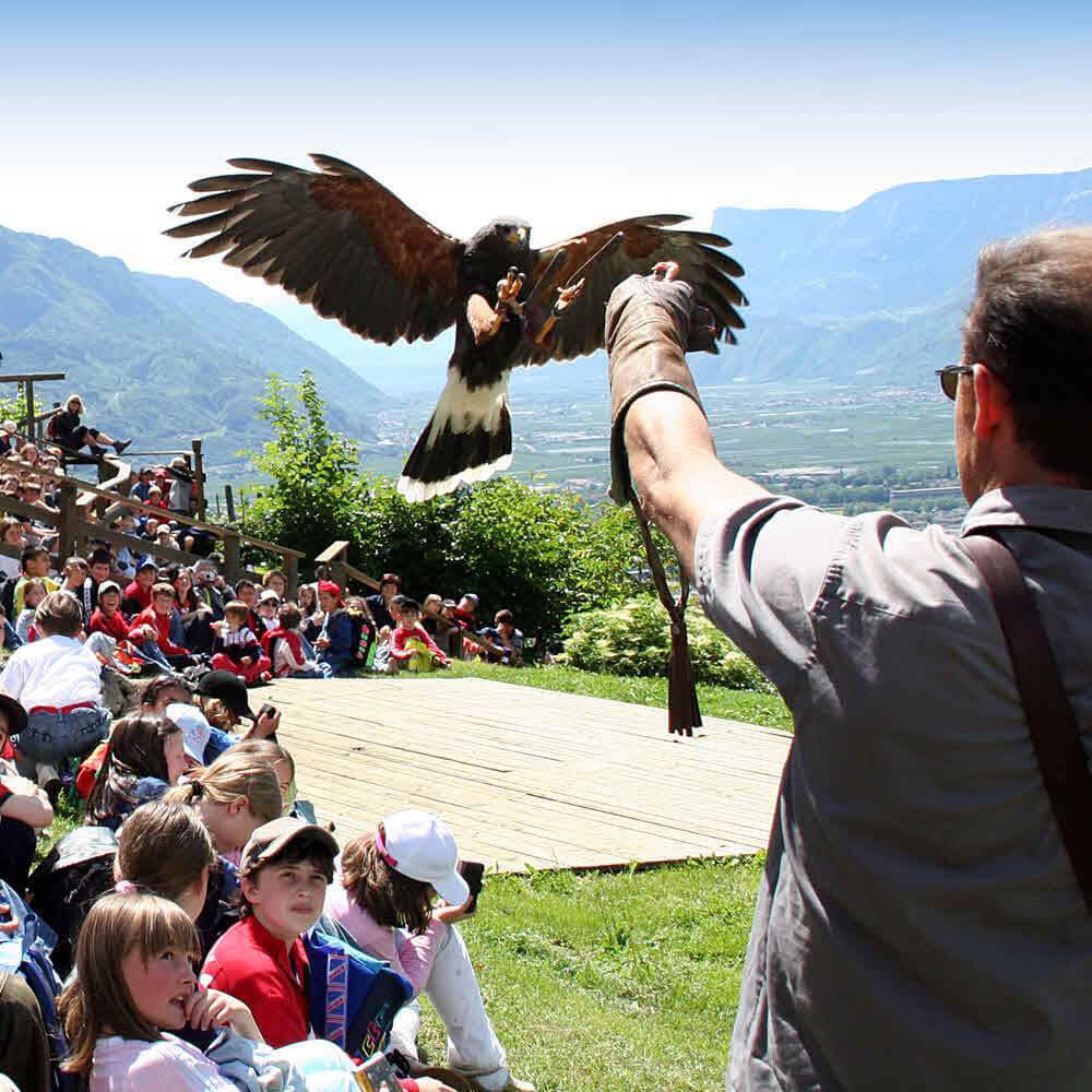 Gufyland - Pflegezentrum für Vogelfauna Schloss Tirol 10