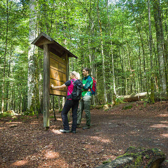 Vorschaubild zu Nationalpark Bayerischer Wald
