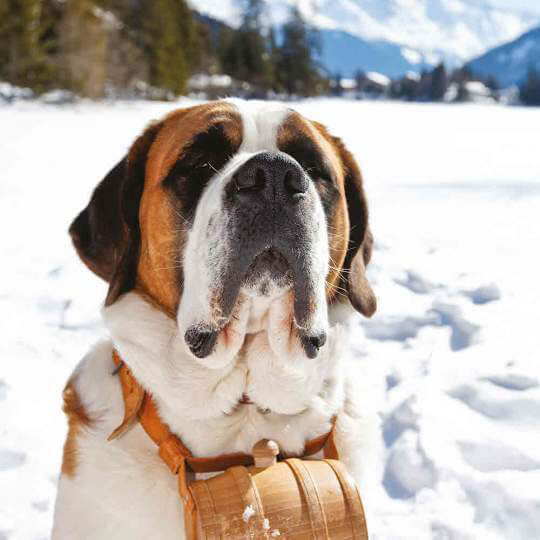 Winterwanderung mit Barry, dem Schweizer Nationalhund 10