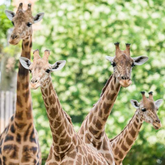  Zoo Basel - über die Landesgrenzen hinaus bekannt 11