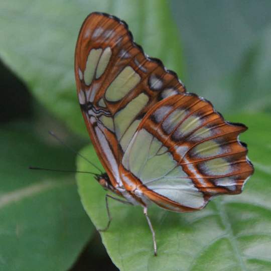 Papiliorama, Nocturama, Jungle Trek 10