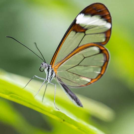 Papiliorama, Nocturama, Jungle Trek 10